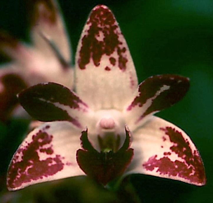 Dendrobium Tyabb - HCC/AOC
