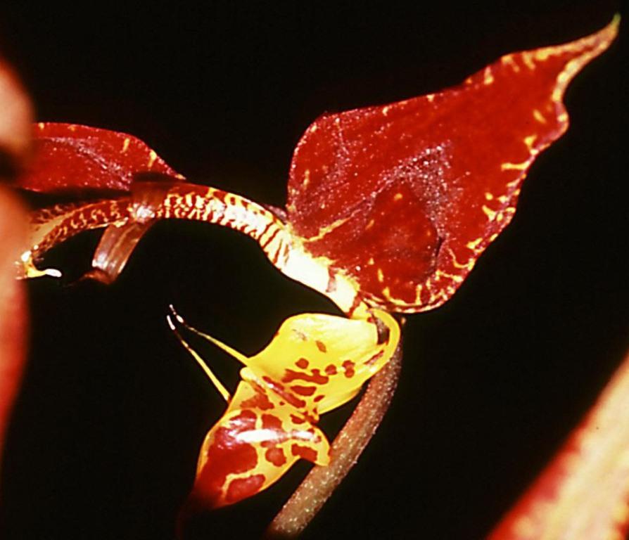 Gongora rufescens