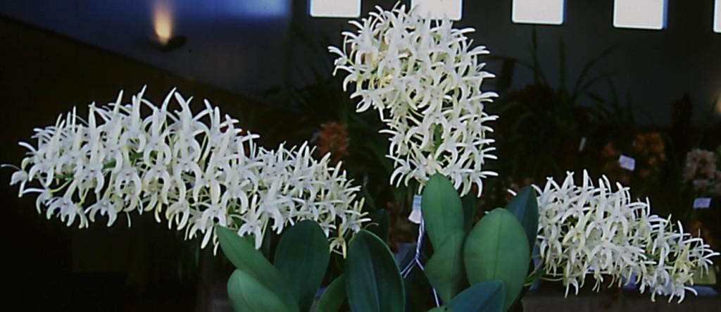 Dendrobium speciosum var. boreale - AM/AOC