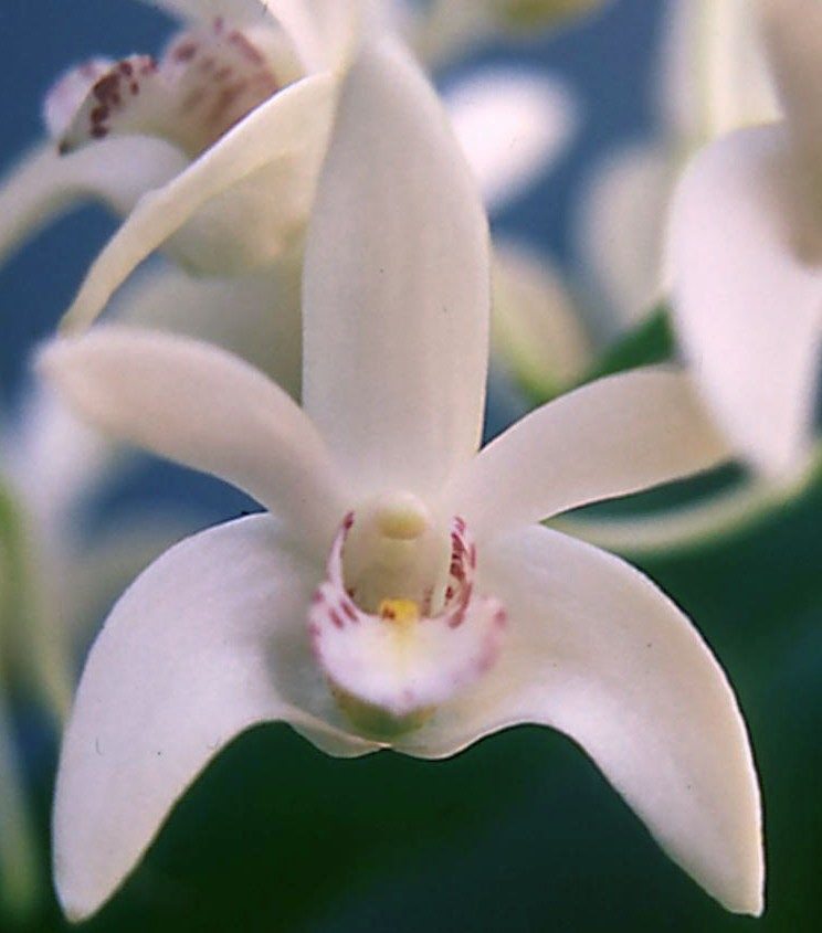 Dendrobium Yondi