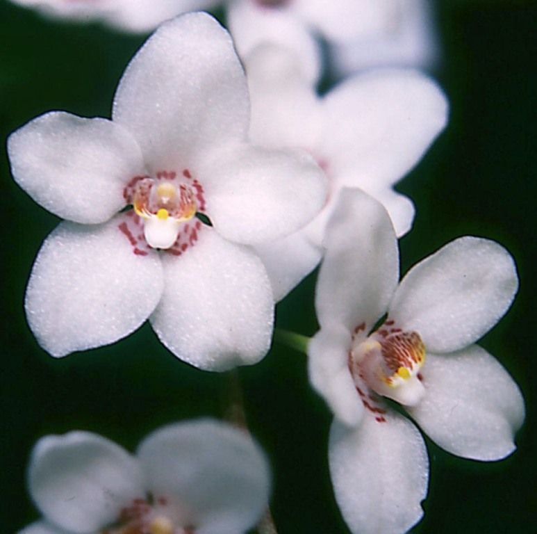 Sarcochilus Melba - HCC/AOC