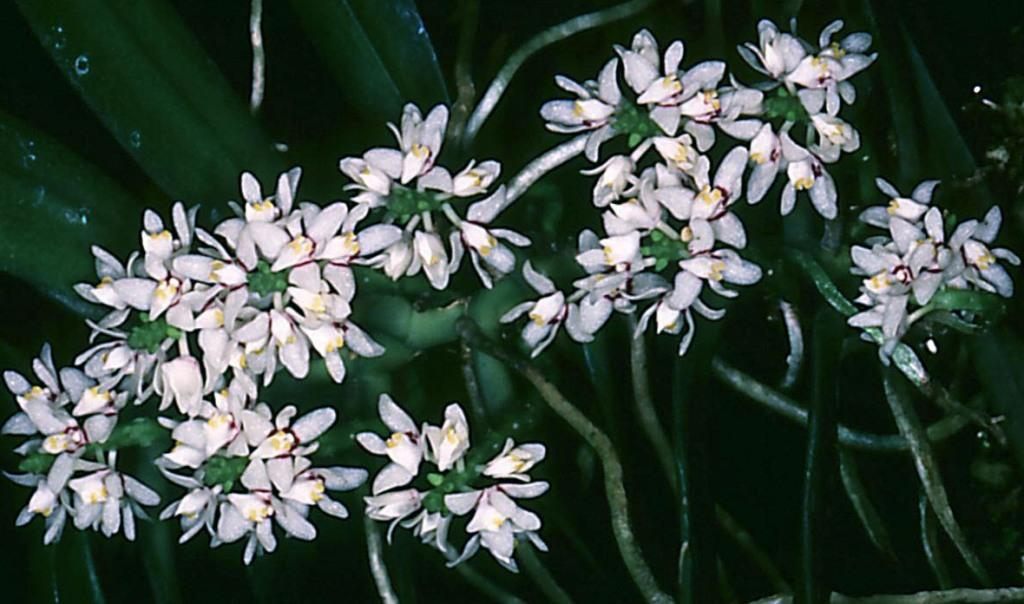 Tuberolabium rhopalorrhachis