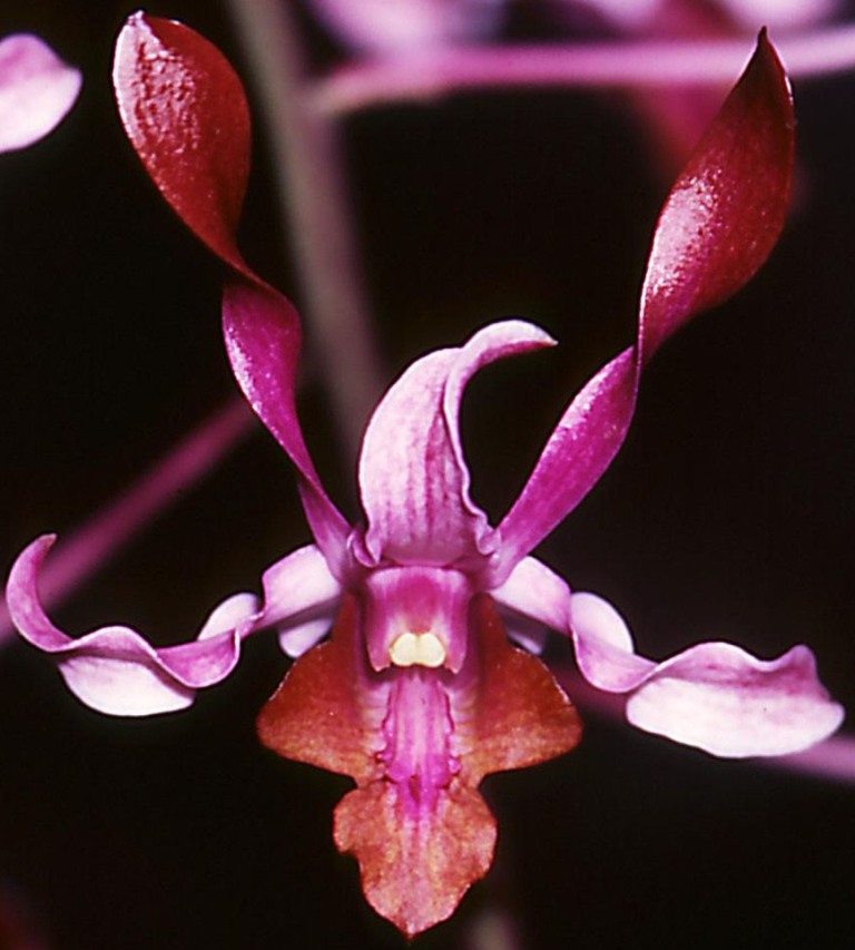 Dendrobium Carla Adel Osborne