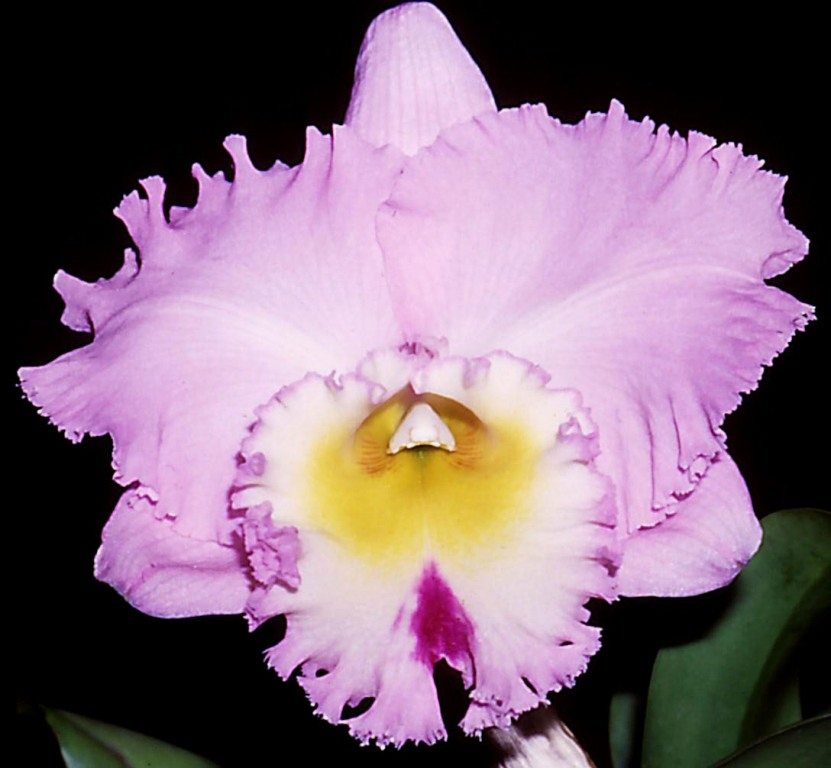 Rhyncholaeliocattleya Burdekin Future - AM/AOC