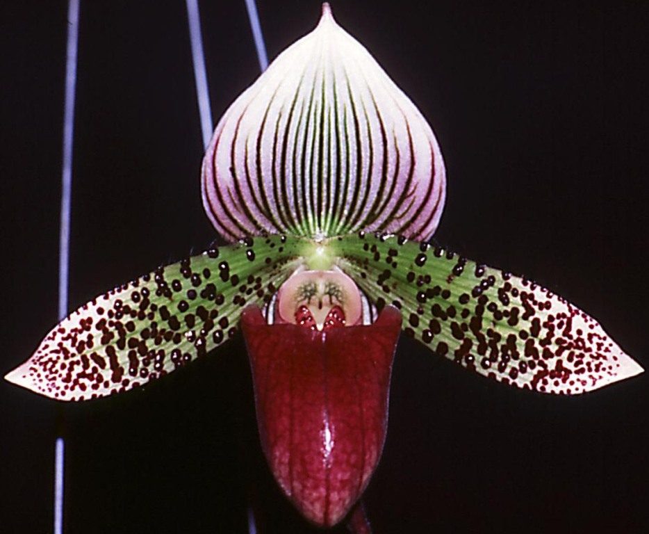 Paphiopedilum Raisin Pie
