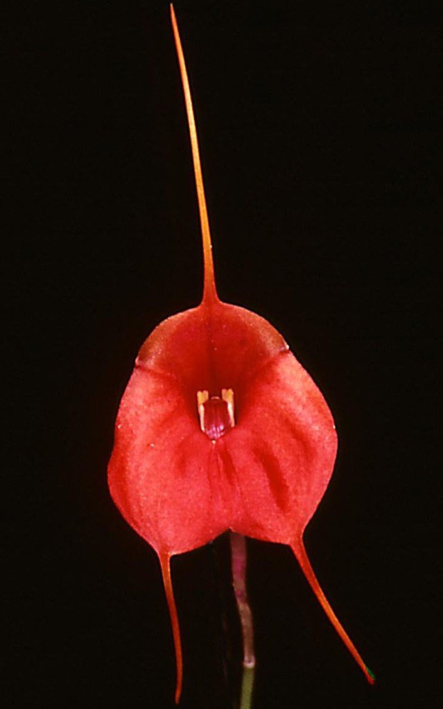 Masdevallia Latin Sun - HCC/AOC