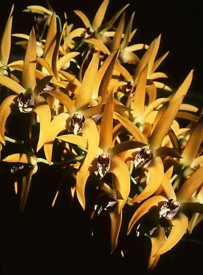 Dendrobium Avril's Gold - AM/AOC
