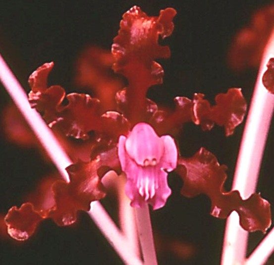 Laelia undulata