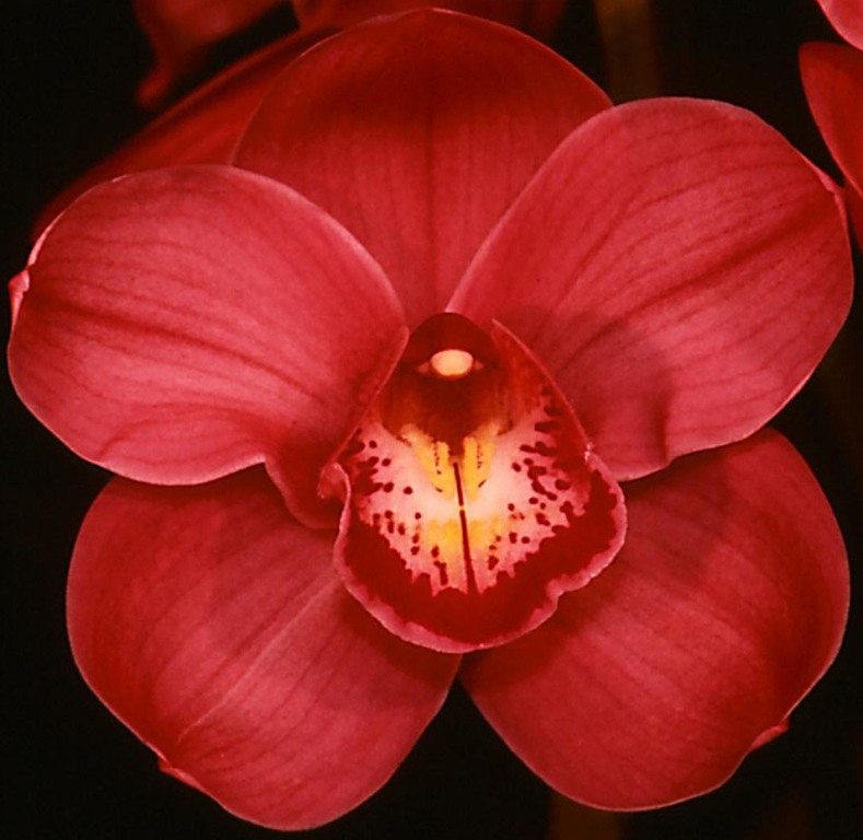 Cymbidium Kirby Lesh