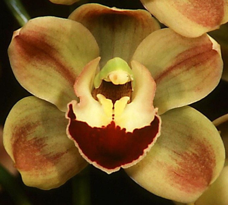 Cymbidium Louie's Pride - HCC/AOC