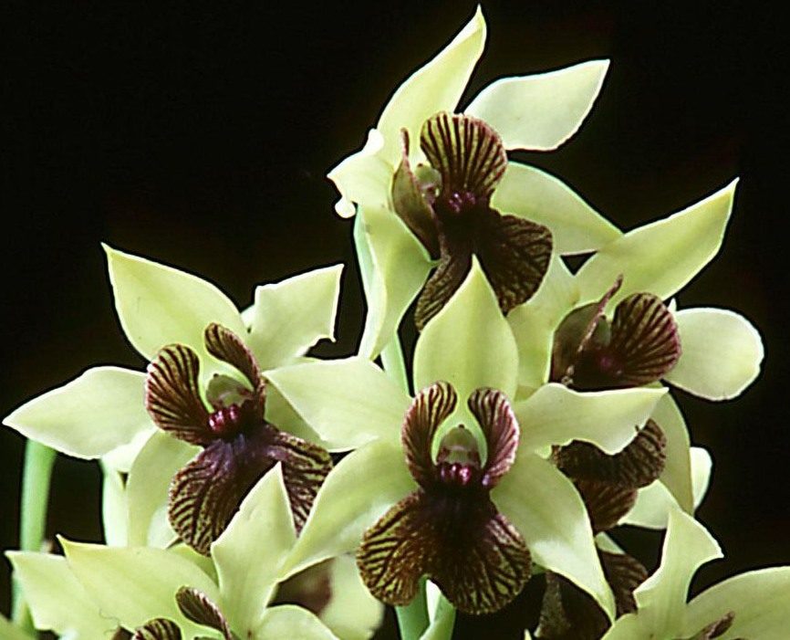 Dendrobium Gerald McCraith - AM/AOC
