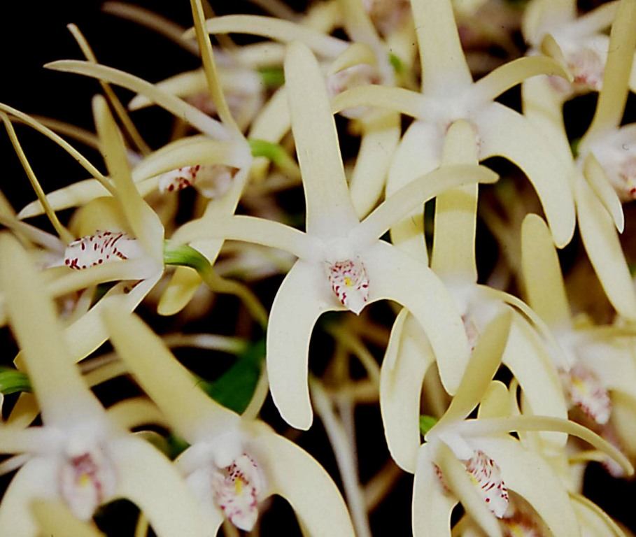 Dendrobium speciosum var. boreale - AM/AOC