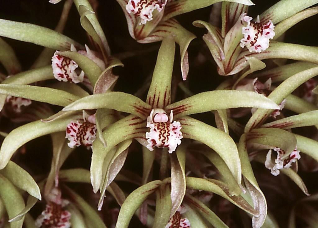 Dendrobium cucumerinum - AM/AOC