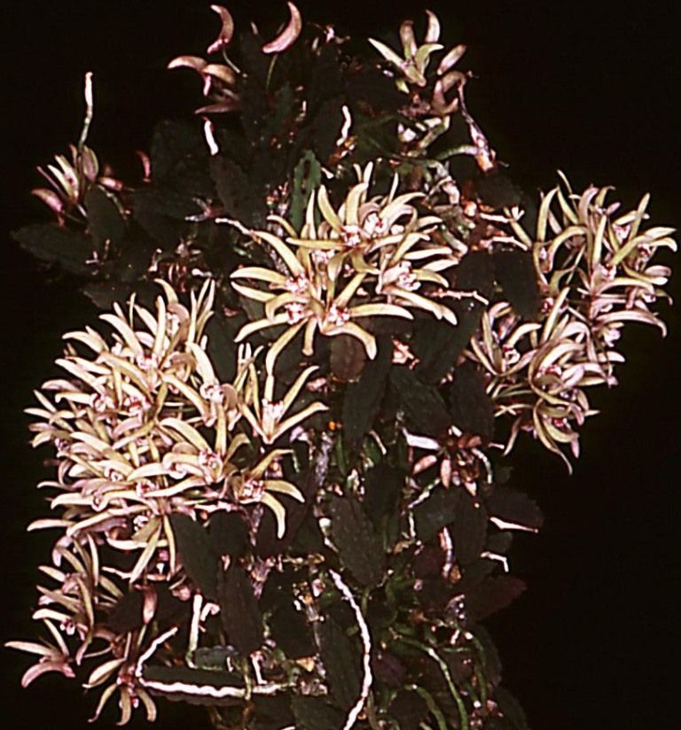 Dendrobium cucumerinum - ACC/AOC