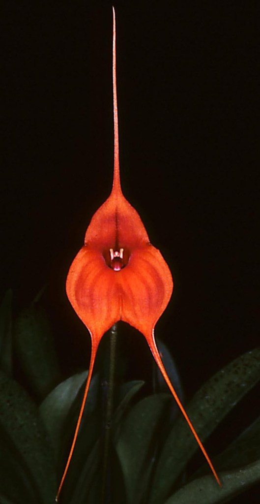 Masdevallia Tiger Kiss - AM/AOC