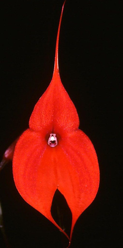 Masdevallia veitchiana - AM/AOC