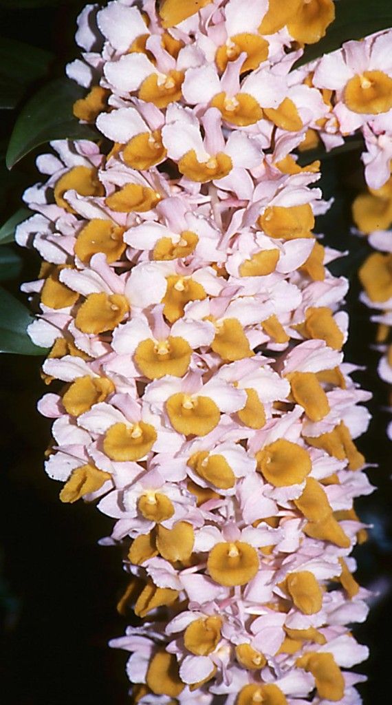 Dendrobium Mousmee - ACC/AOC