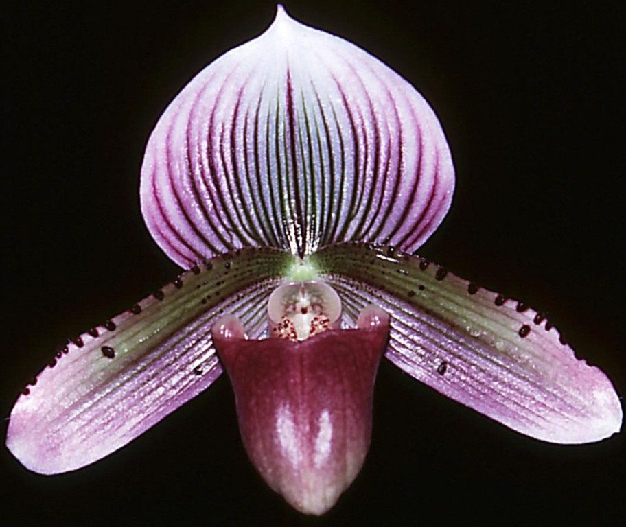 Paph Magic Tuxedo