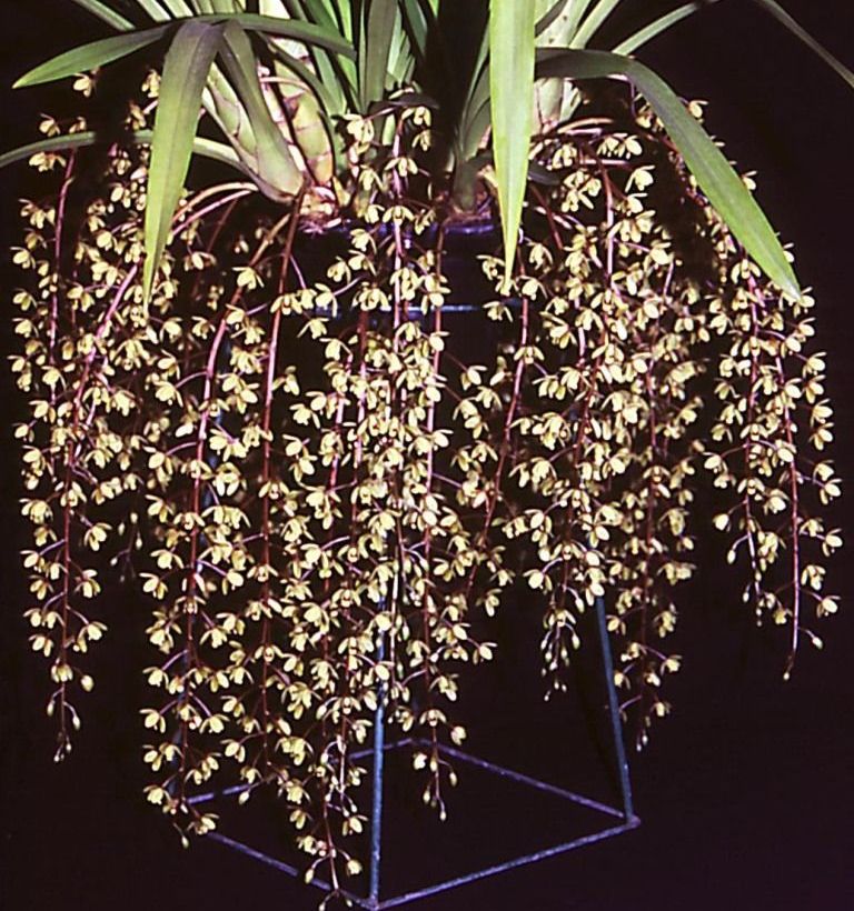 Cymbidium Kuranda - ACC/AOC