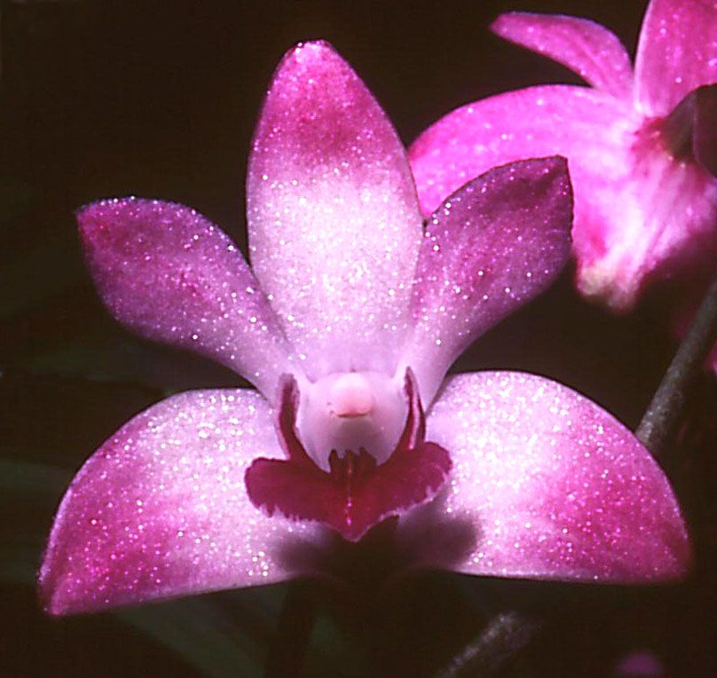 Dendrobium kingianum var. pulcherrimum - HCC/AOC