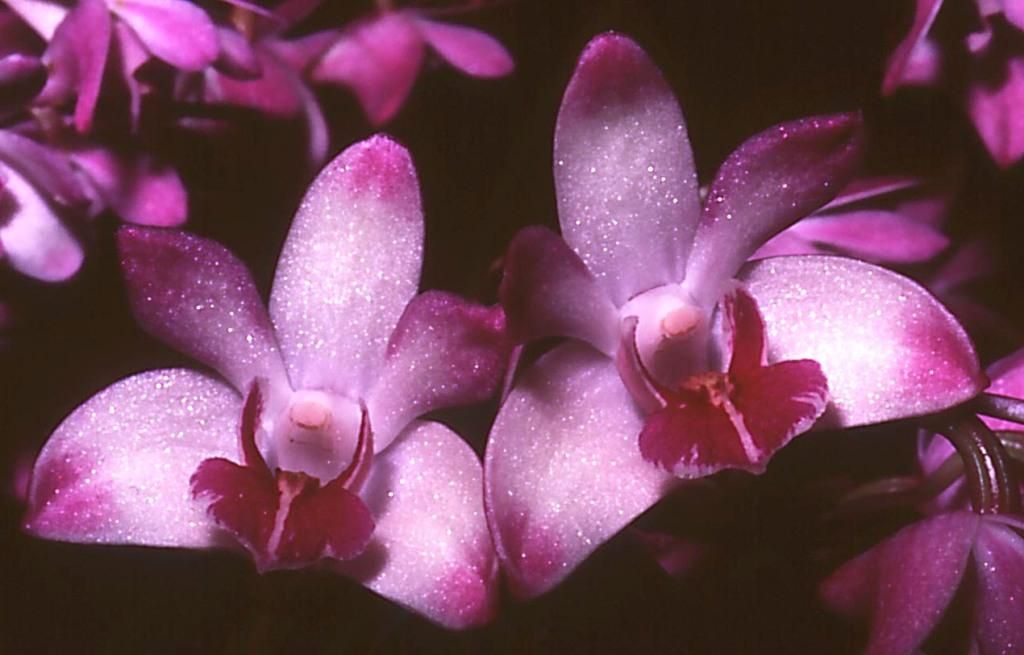 Dendrobium kingianum 'Frank's Dragon'