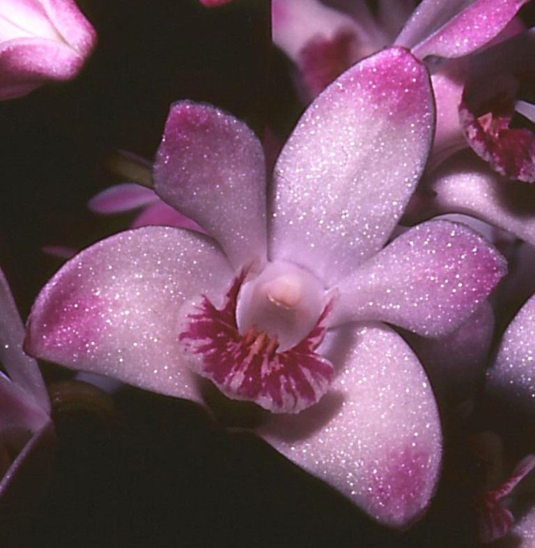 Dendrobium kingianum
