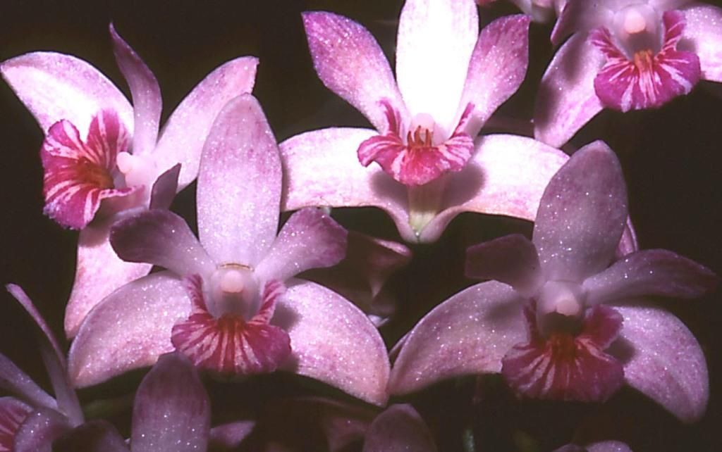 Dendrobium kingianum var. pulcherrimum - HCC/AOC