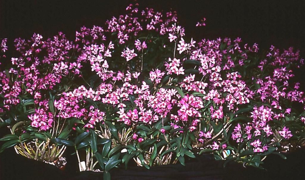 Dendrobium kingianum var. pulcherrimum - ASR/AOC