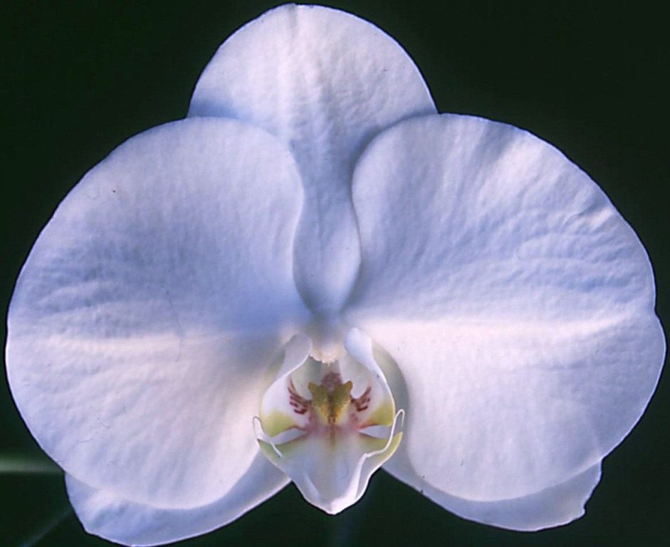 Phal I-Hsin Hatsuyuki