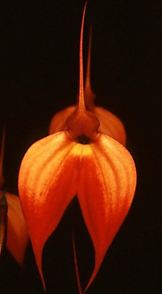 Masdevallia Falcata - HCC/AOC