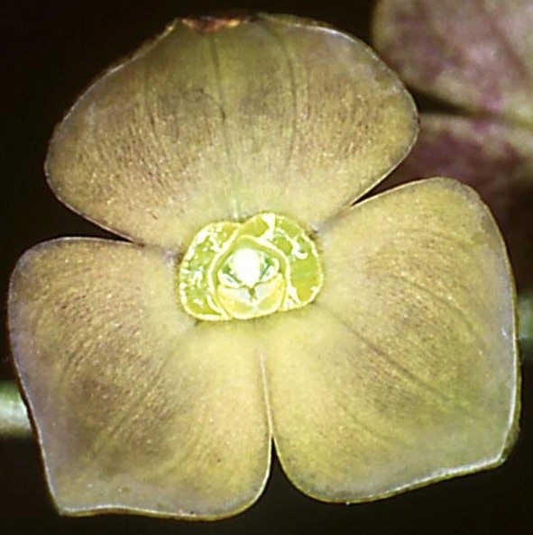 Stelis nanegalensis