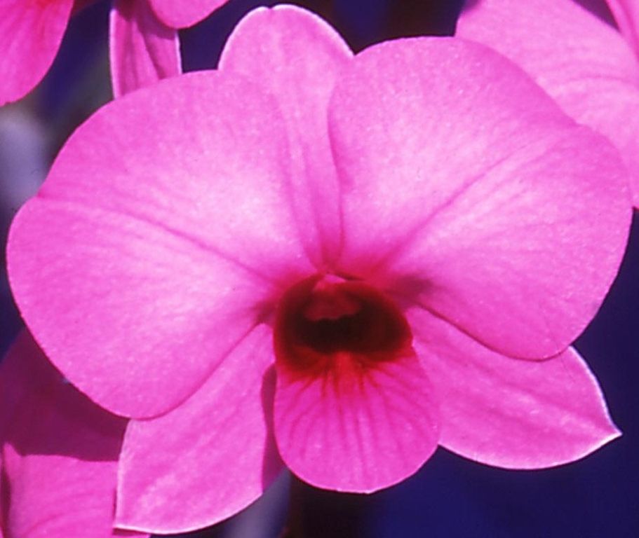 Dendrobium bigibbum var. compactum - HCC/AOC