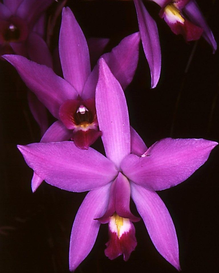 Laelia anceps subsp. anceps - ACC/AOC