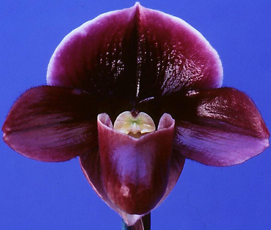 Paphiopedilum Pat Hart - AM/AOC