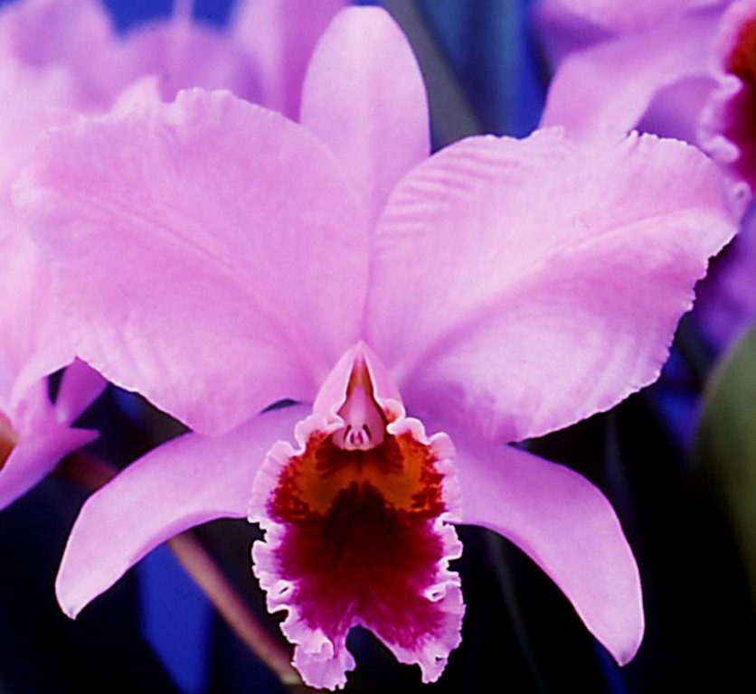 Cattleya percivaliana