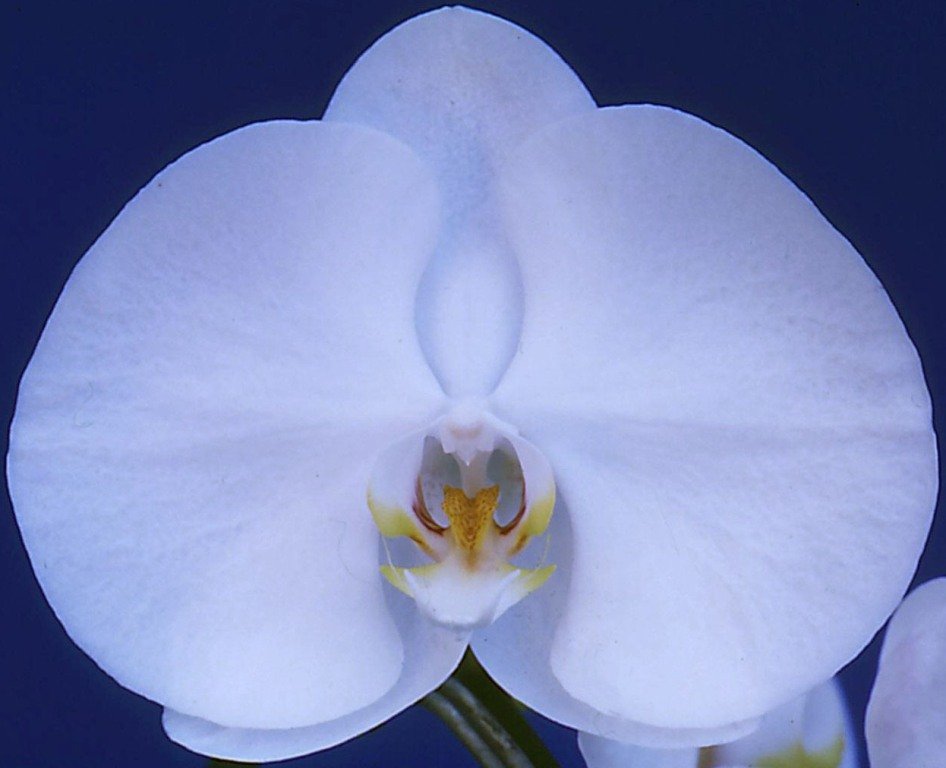 Phal Sunlands White Memory