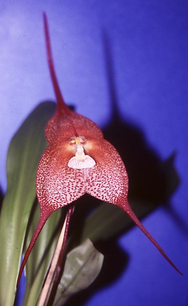 Dracula Quasimodo - HCC/AOC