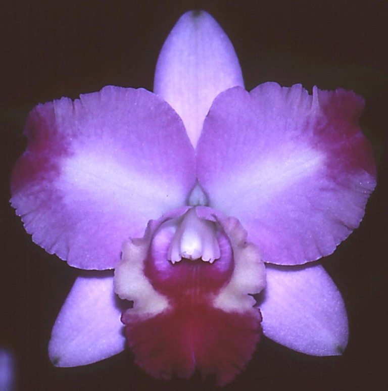 Rhyncholaeliocattleya Coconut Ice