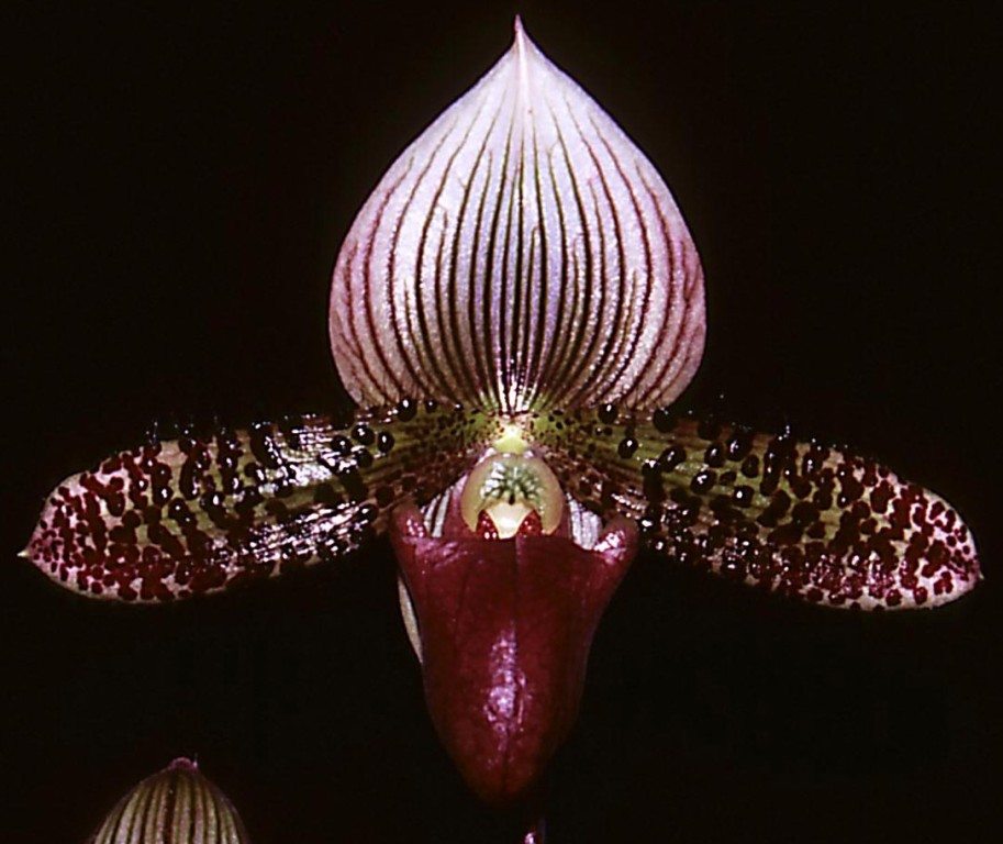 Paph Sukawon