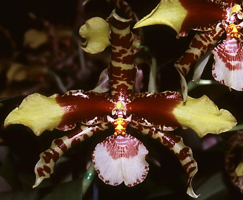 Rossioglossum grande