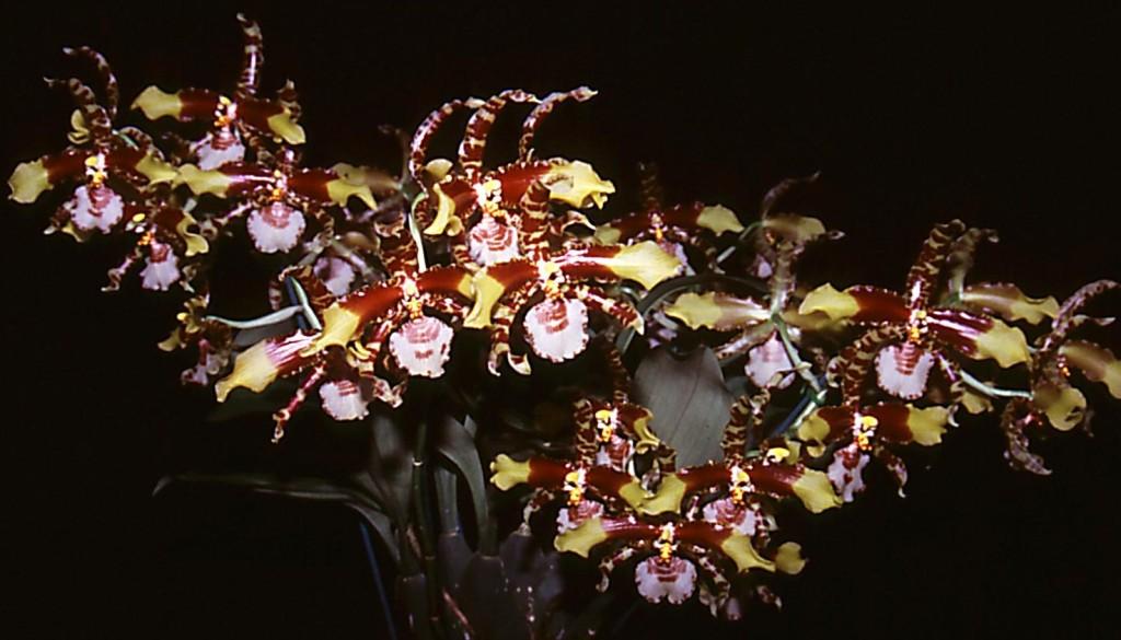 Rossioglossum grande