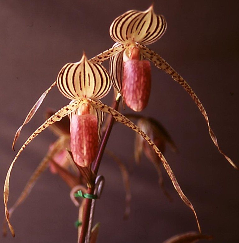 Paph Lady Isobel