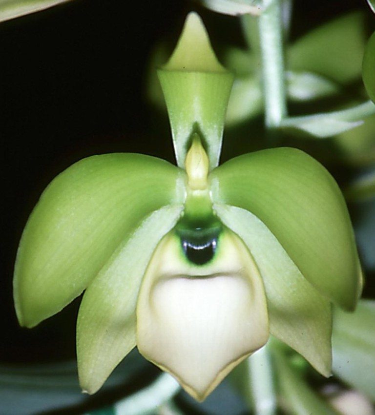 Cycnoches chlorochilon - HCC/AOC