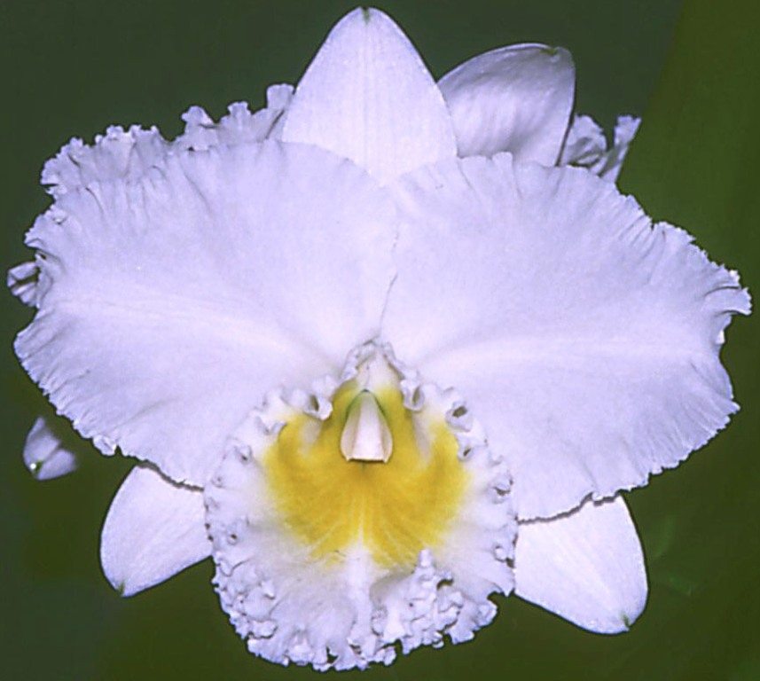 Rhyncholaeliocattleya Lolas Charm
