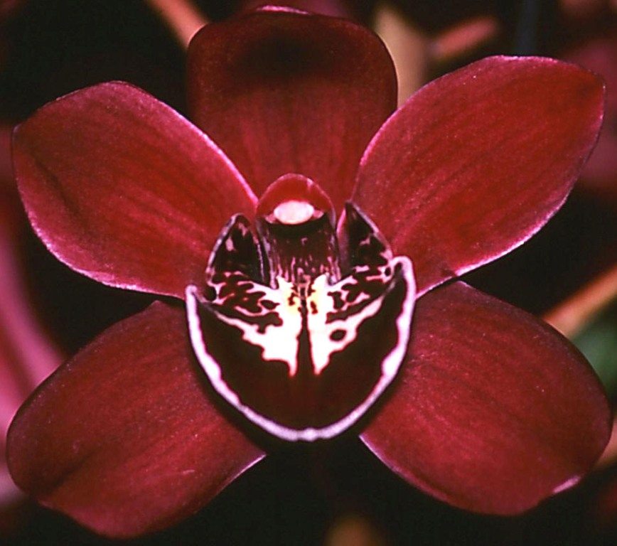 Cymbidium Ruby Valley - AM/AOC