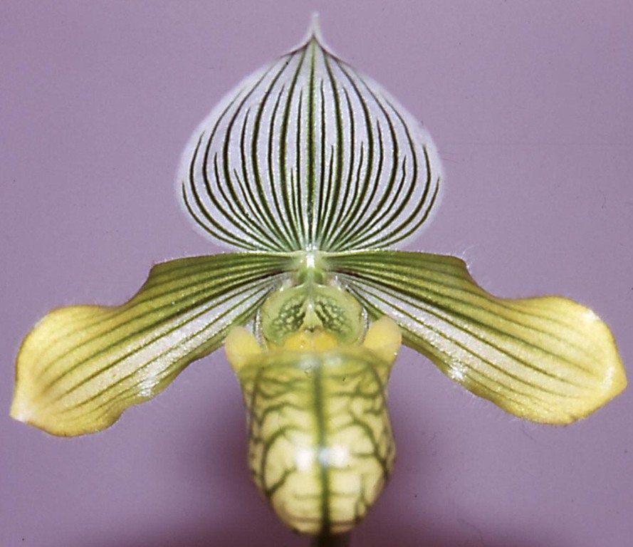 Paphiopedilum venustum - AM/AOC
