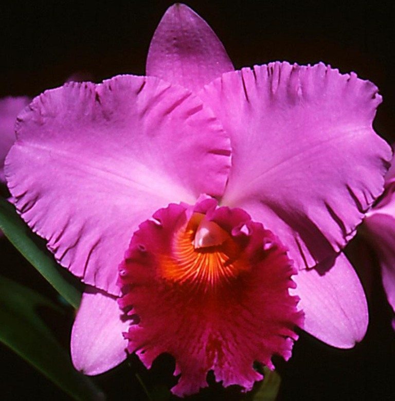 Rhyncholaeliocattleya Brunswick Bonanza - AM/AOC