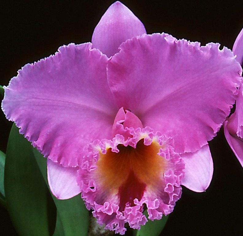 Rhyncholaeliocattleya Burdekin Heights - HCC/AOC