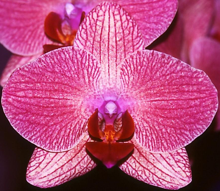 Phal Sunlands Buddha Lady
