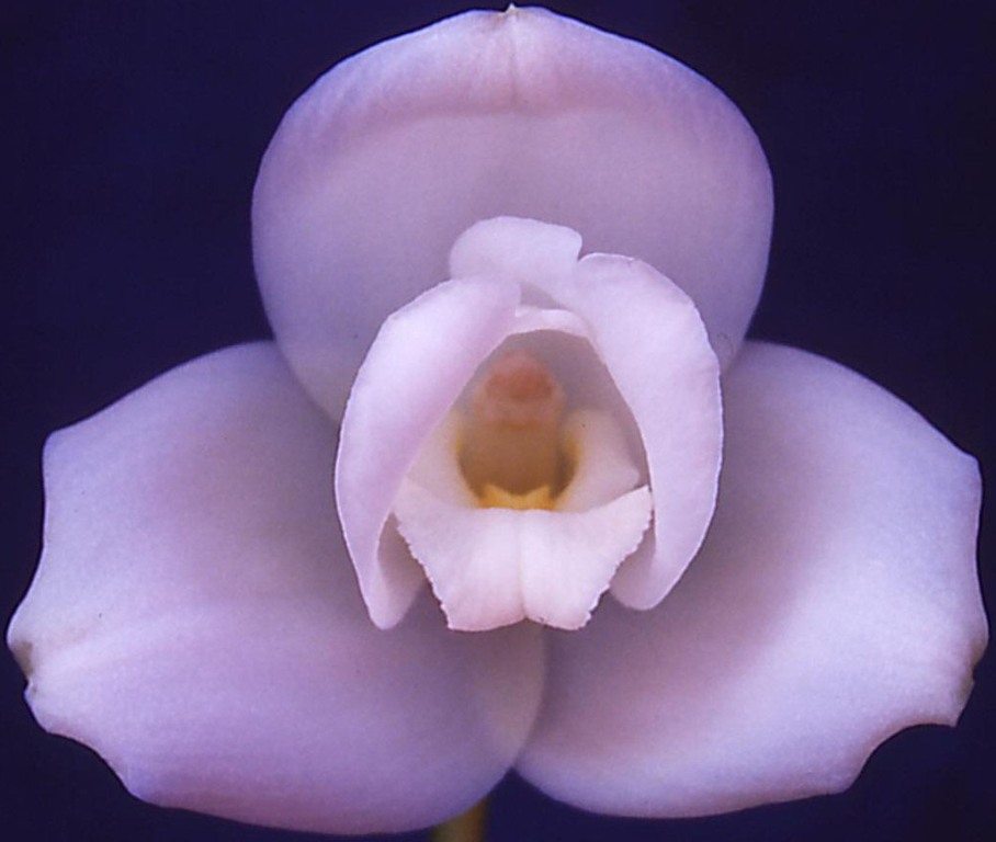 Lycaste Macama - AM/AOC